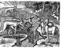 Brevis narratio eorum quæ in Florida Americæ provincia Gallis acciderunt